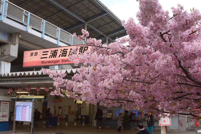 みさきまぐろきっぷで行く　三浦海岸の河津桜