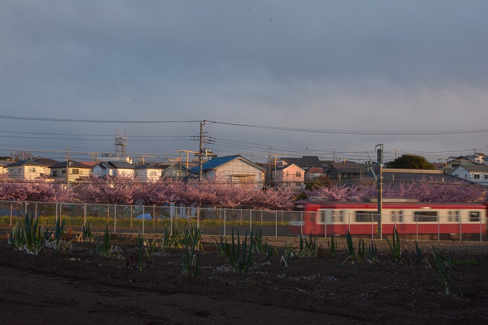 みさきまぐろきっぷで行く　三浦海岸の河津桜