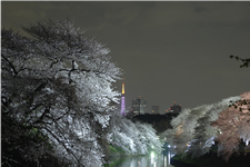 東京のお花見名所、千鳥ヶ淵・靖国神社で夜桜さんぽの画像