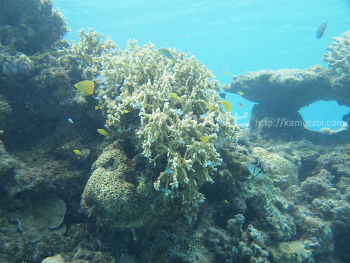 渡嘉敷島珊瑚礁